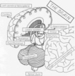 Brain and Central Brain
Cerveau et Cerveau Central
